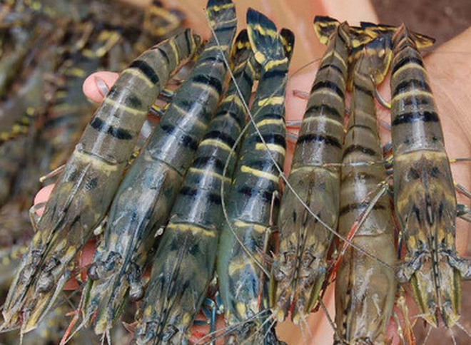 co-dn-viet-gan-dinh-vao-dau-tom-xuat-khau-sang-nha